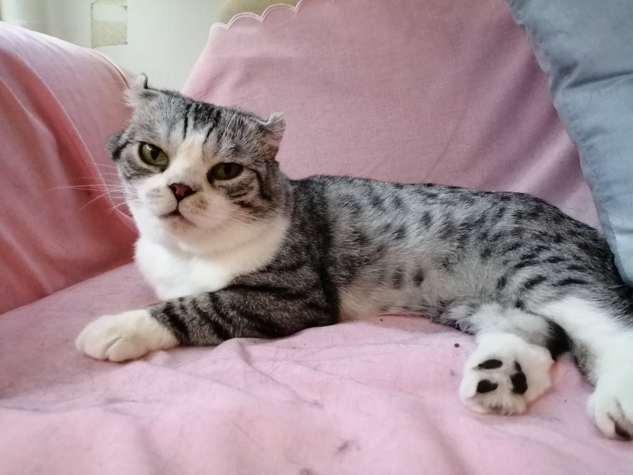 ねこの博物館②.jpg