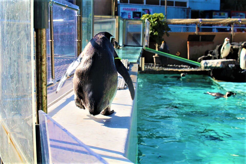 ペンギン　ペタペタマーチ.jpg