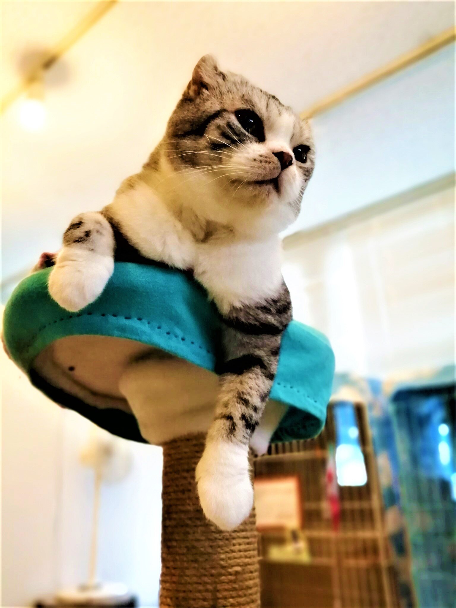 ねこの博物館①.jpg