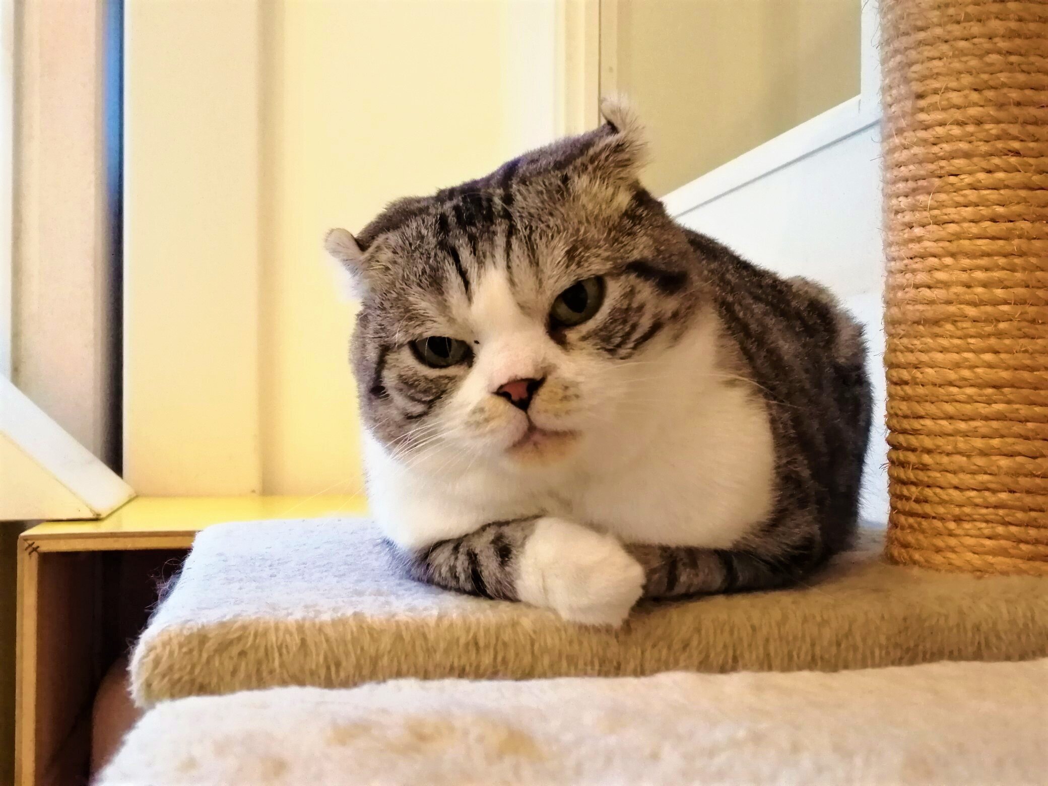 ねこの博物館③.jpg