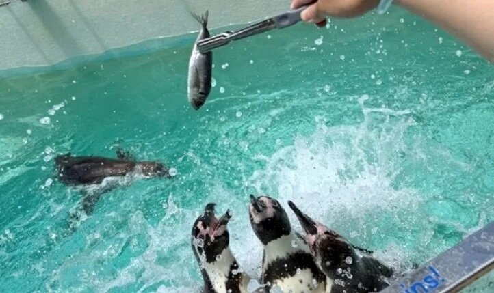 ペンギンの餌やり体験.jpg