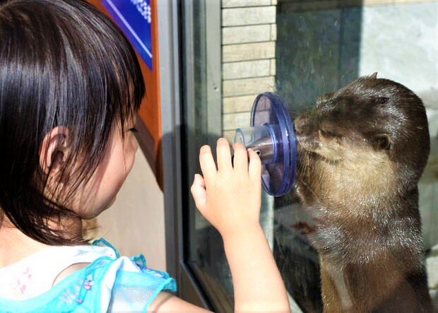 コツメカワウソ②.jpg