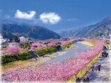 河津桜イメージ.jpg