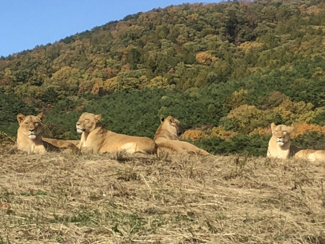 東北サファリパーク.JPG