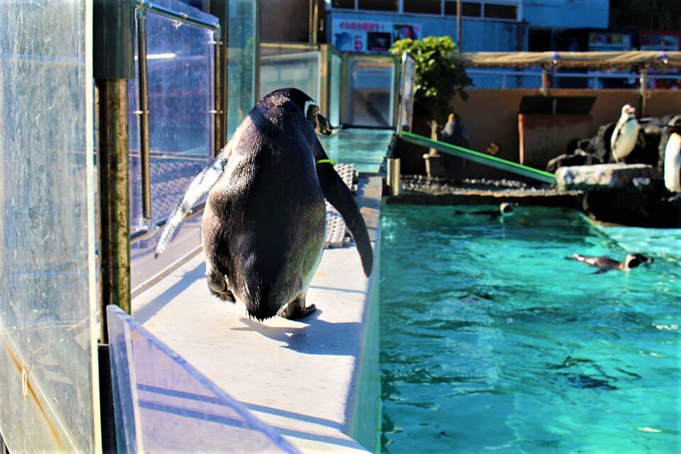 下田海中水族館③.jpg